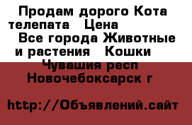  Продам дорого Кота-телепата › Цена ­ 4 500 000 - Все города Животные и растения » Кошки   . Чувашия респ.,Новочебоксарск г.